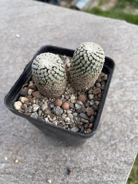 Turbinicarpus valdezianus